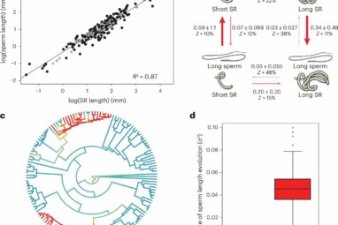 Fruit fly study offers new insights into sperm evolution