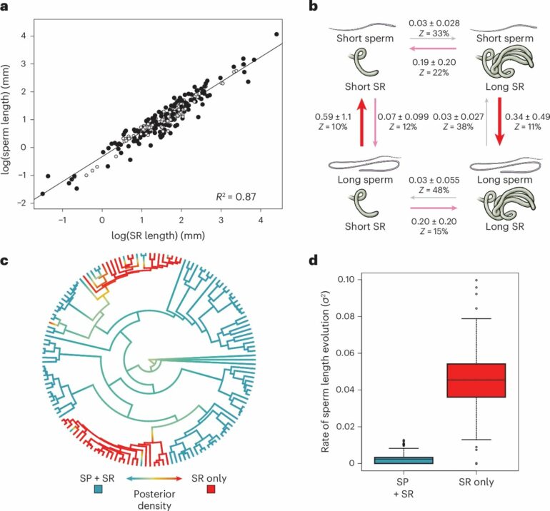 Fruit fly study offers new insights into sperm evolution