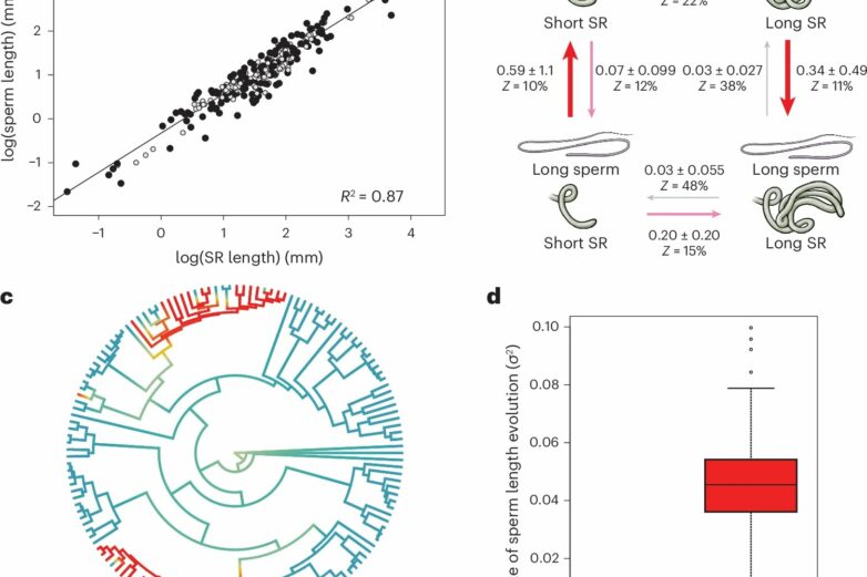 Fruit fly study offers new insights into sperm evolution