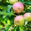 Fuji apple study finds genetic mechanisms behind high-yield trees