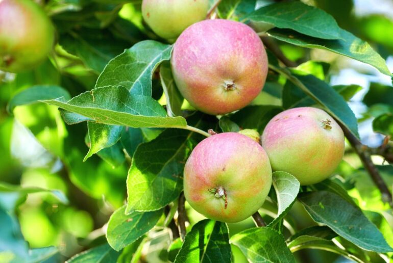 Fuji apple study finds genetic mechanisms behind high-yield trees