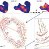 Healthy elbow room: Social distancing in Neolithic mega-settlements