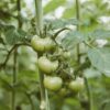 Heat hardiness: Scientists identify key phase for tomato heat ...