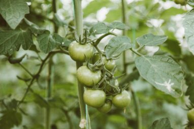 Heat hardiness: Scientists identify key phase for tomato heat ...