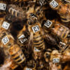 Honeybee gene specifies collective behavior, research shows