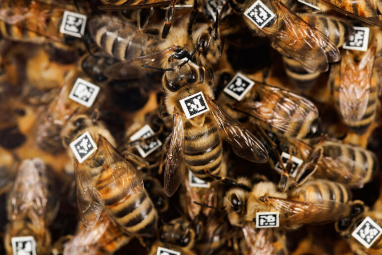 Honeybee gene specifies collective behavior, research shows