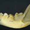 Hypercarnivores study reveals unique adaptations of jaw function ...