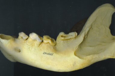 Hypercarnivores study reveals unique adaptations of jaw function ...