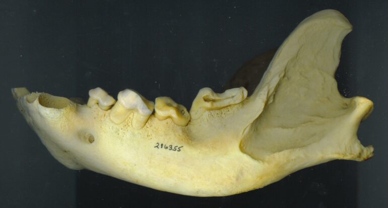 Hypercarnivores study reveals unique adaptations of jaw function ...