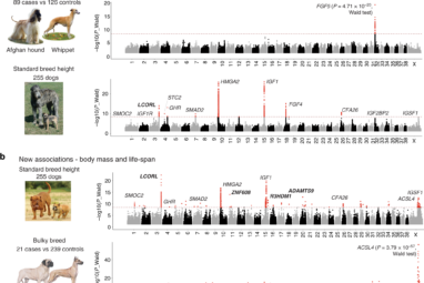 Whole genome sequencing of canids reveals genomic regions under ...