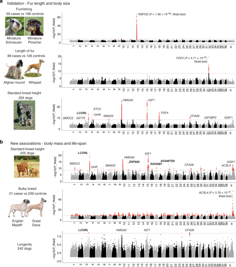 Whole genome sequencing of canids reveals genomic regions under ...