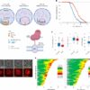 Keeping a cell's nucleolus compact may be key to fighting aging