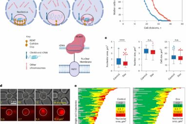 Keeping a cell's nucleolus compact may be key to fighting aging