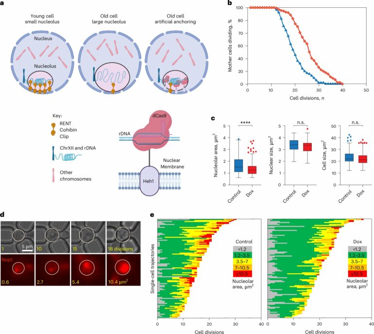 Keeping a cell's nucleolus compact may be key to fighting aging