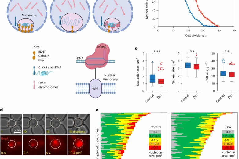 Keeping a cell's nucleolus compact may be key to fighting aging