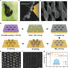 Leaf beetles inspire novel water-resistant surface using concave ...