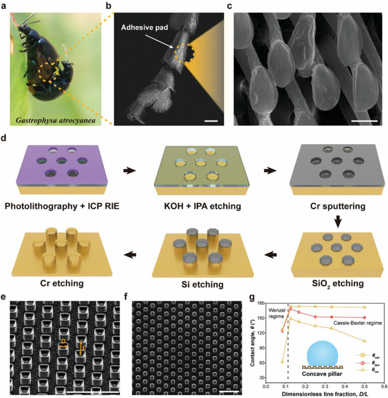 Leaf beetles inspire novel water-resistant surface using concave ...