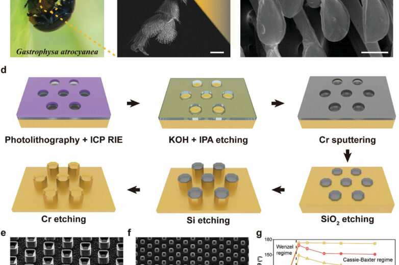 Leaf beetles inspire novel water-resistant surface using concave ...