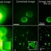 Megapixel fluorescence microscopy through scattering layers made ...