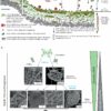 Microbial slime: The ultimate system to understand our planet