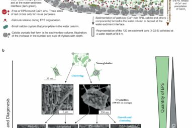 Microbial slime: The ultimate system to understand our planet