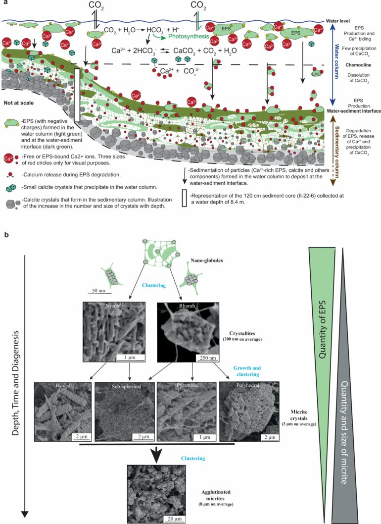 Microbial slime: The ultimate system to understand our planet