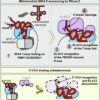 Mitochondrial study offers new insights into how our cells process ...