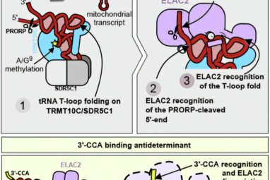 Mitochondrial study offers new insights into how our cells process ...