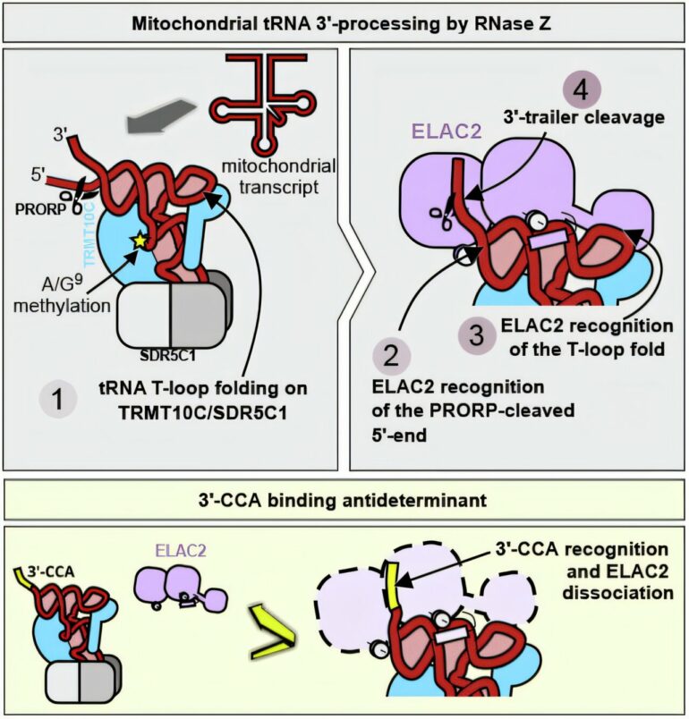 Mitochondrial study offers new insights into how our cells process ...