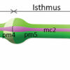 Modeling a tiny worm's feeding process sheds light on the ...