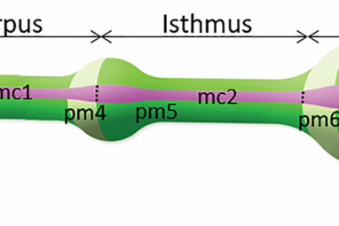 Modeling a tiny worm's feeding process sheds light on the ...