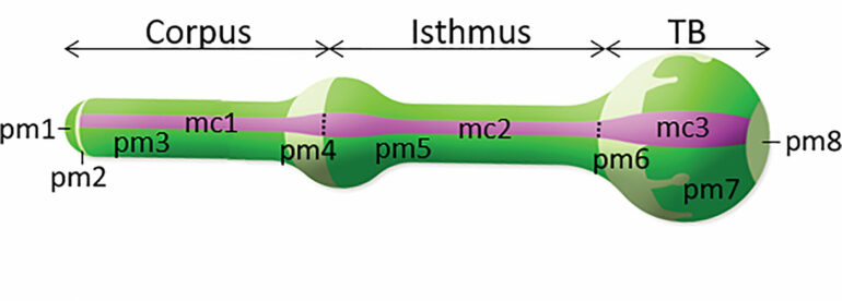 Modeling a tiny worm's feeding process sheds light on the ...