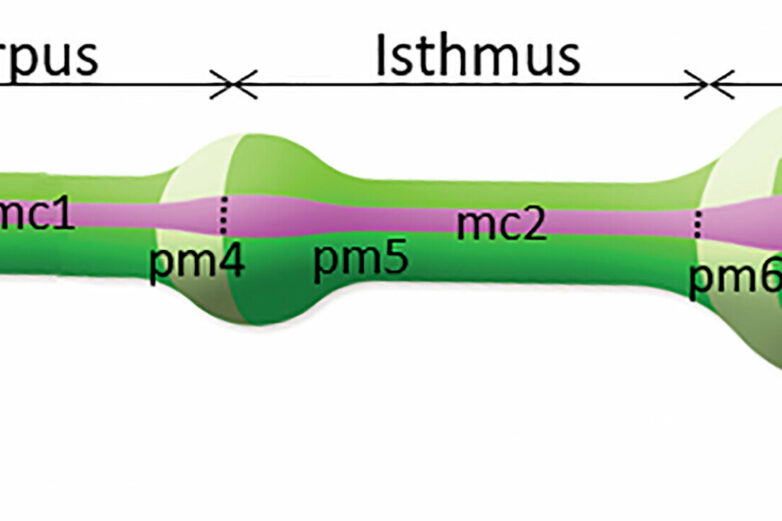 Modeling a tiny worm's feeding process sheds light on the ...