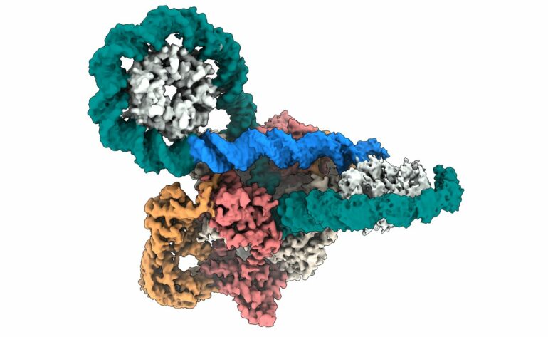 New mechanism in bacterial DNA enzyme opens pathways for ...