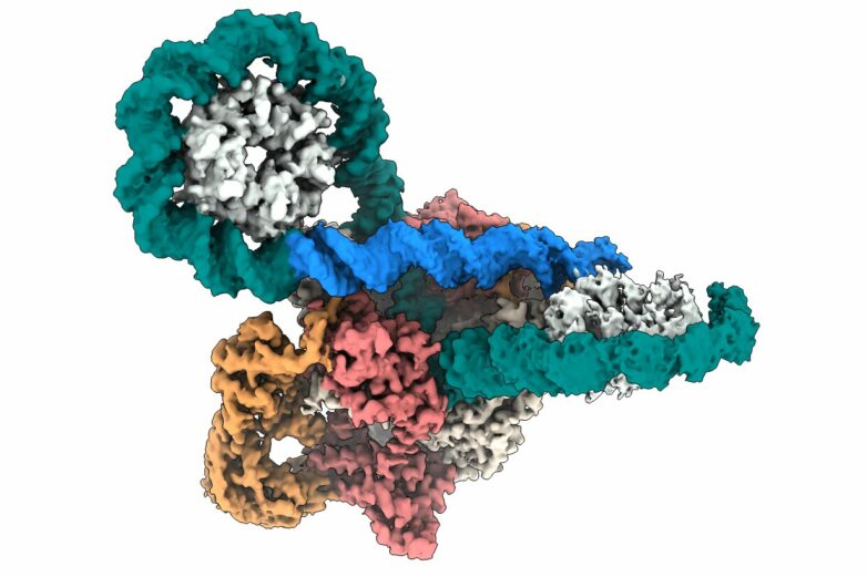 New mechanism in bacterial DNA enzyme opens pathways for ...