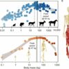 Not too big, not too small: Why modern humans are the ideal size ...