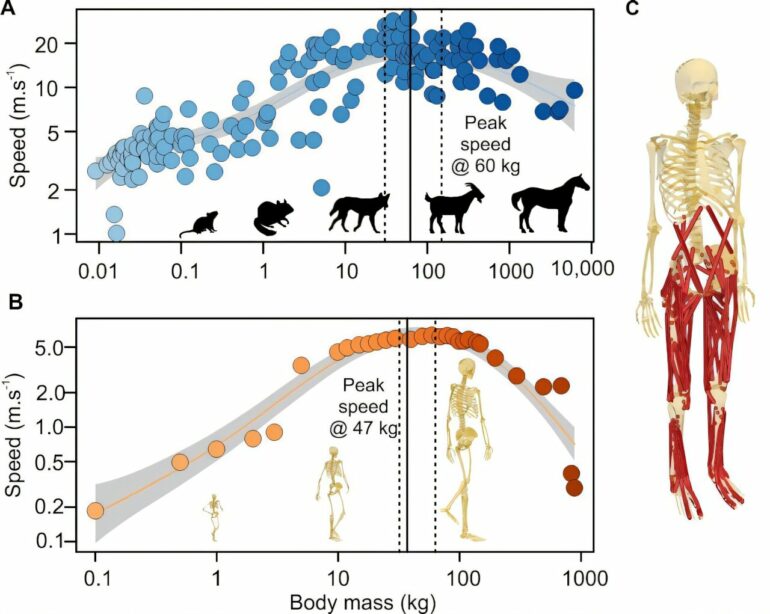 Not too big, not too small: Why modern humans are the ideal size ...