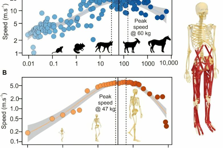 Not too big, not too small: Why modern humans are the ideal size ...