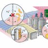 Novel electro-biodiesel offers a more efficient, cleaner ...