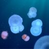 Ocean warming and acidification threaten key ocean plankton groups ...