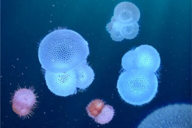 Ocean warming and acidification threaten key ocean plankton groups ...