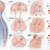 Frontiers | The role of endogenous opioid neuropeptides in ...