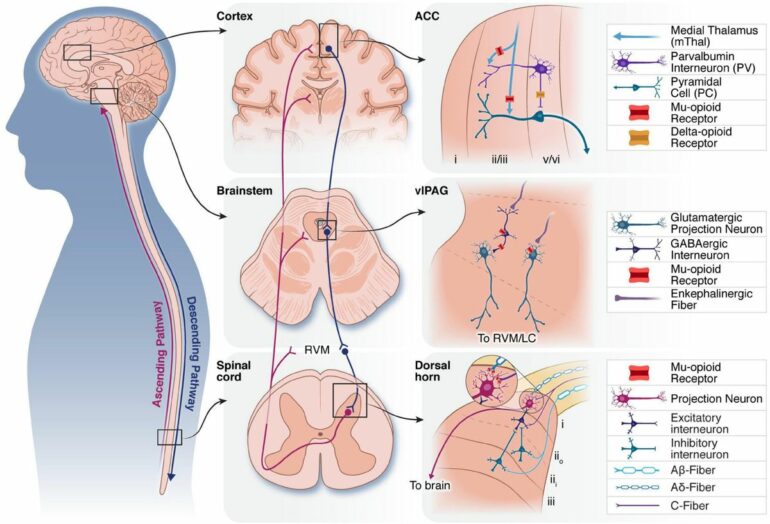 Frontiers | The role of endogenous opioid neuropeptides in ...