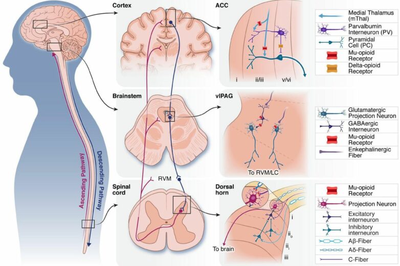 Frontiers | The role of endogenous opioid neuropeptides in ...