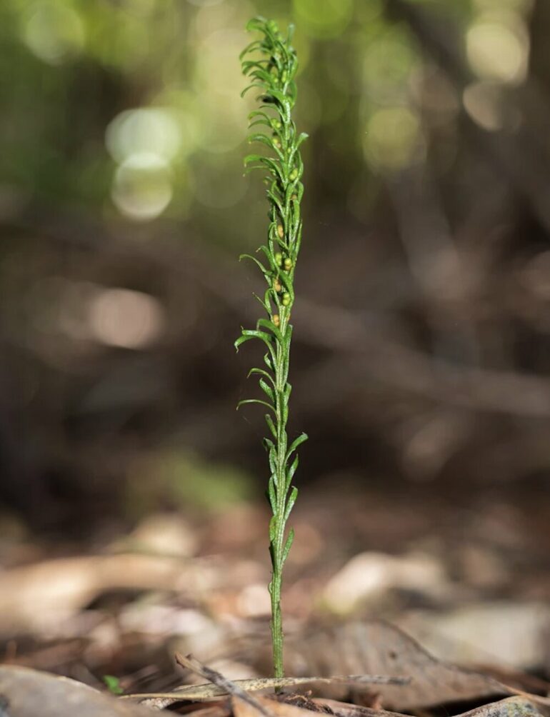 Plants and animals with bigger genomes grow less efficiently—new ...