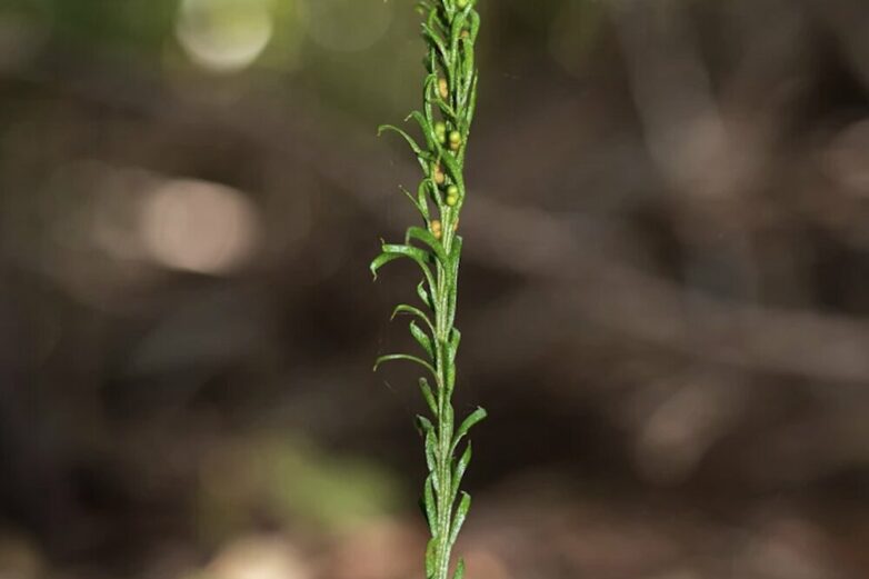 Plants and animals with bigger genomes grow less efficiently—new ...