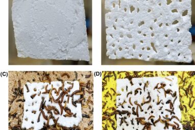 Plastic-eating insect discovered in Kenya