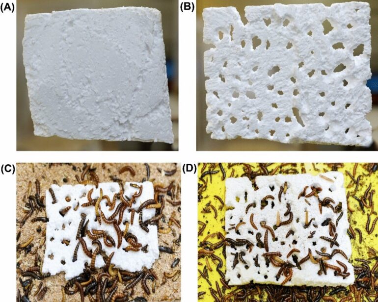 Plastic-eating insect discovered in Kenya