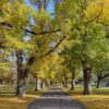 Populations overheat as major cities fail canopy goals