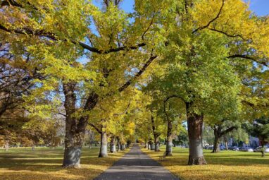 Populations overheat as major cities fail canopy goals